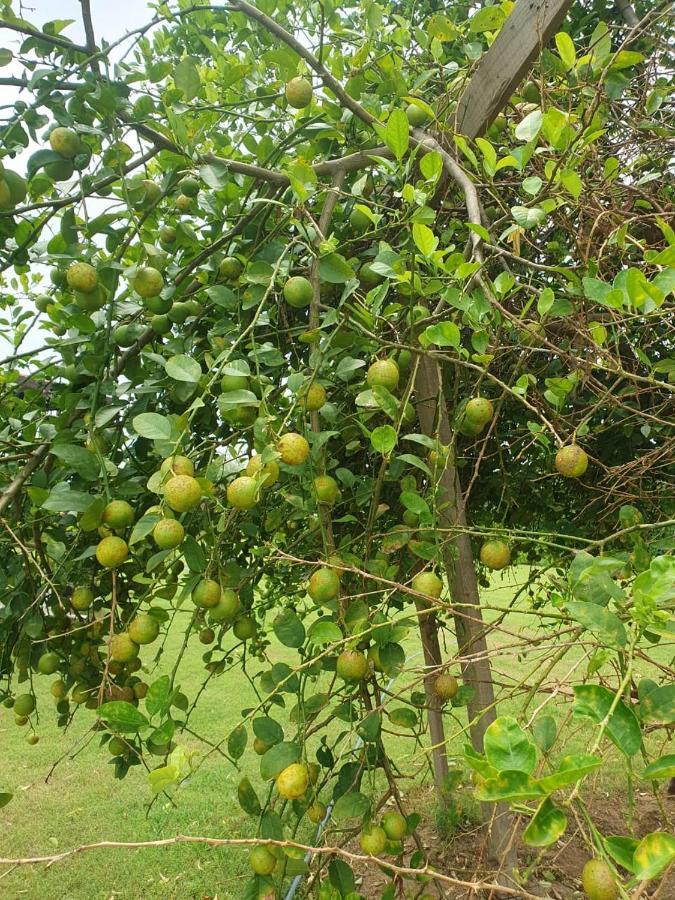Holiday Farm Jodhpur جودبور المظهر الخارجي الصورة