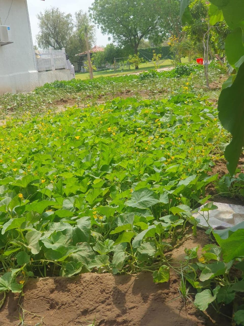 Holiday Farm Jodhpur جودبور المظهر الخارجي الصورة